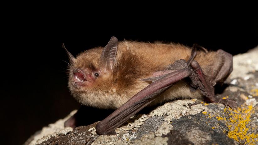 Little Brown Bat, Myotis Lucifugus, Lillooet, BC, Canada. (Jared Hobbs/Getty Images)