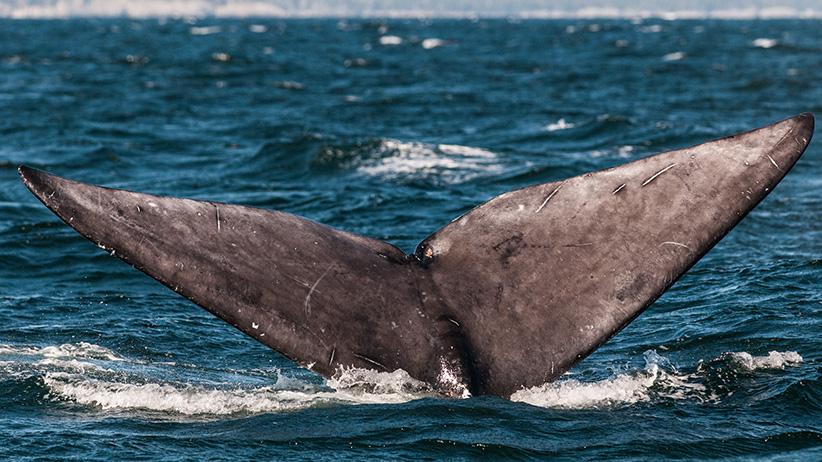 North Atlantic right whale (Eubalaena glacialis) in the Bay of Fundy, New Brunswick, Canada. (Nick Hawkins)