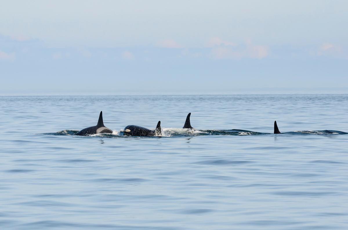 The J-pod resident orcas gather in the Salish Sea ( Marli Wakeling/Alamy)