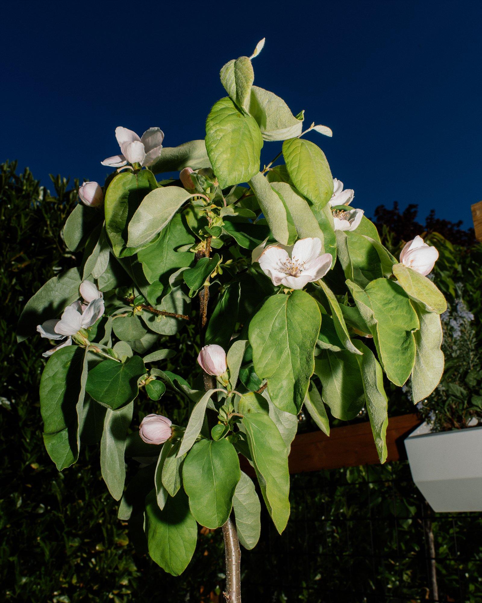 Quince trees produce a tart fruit usually made into jams, jellies, and other preserves 