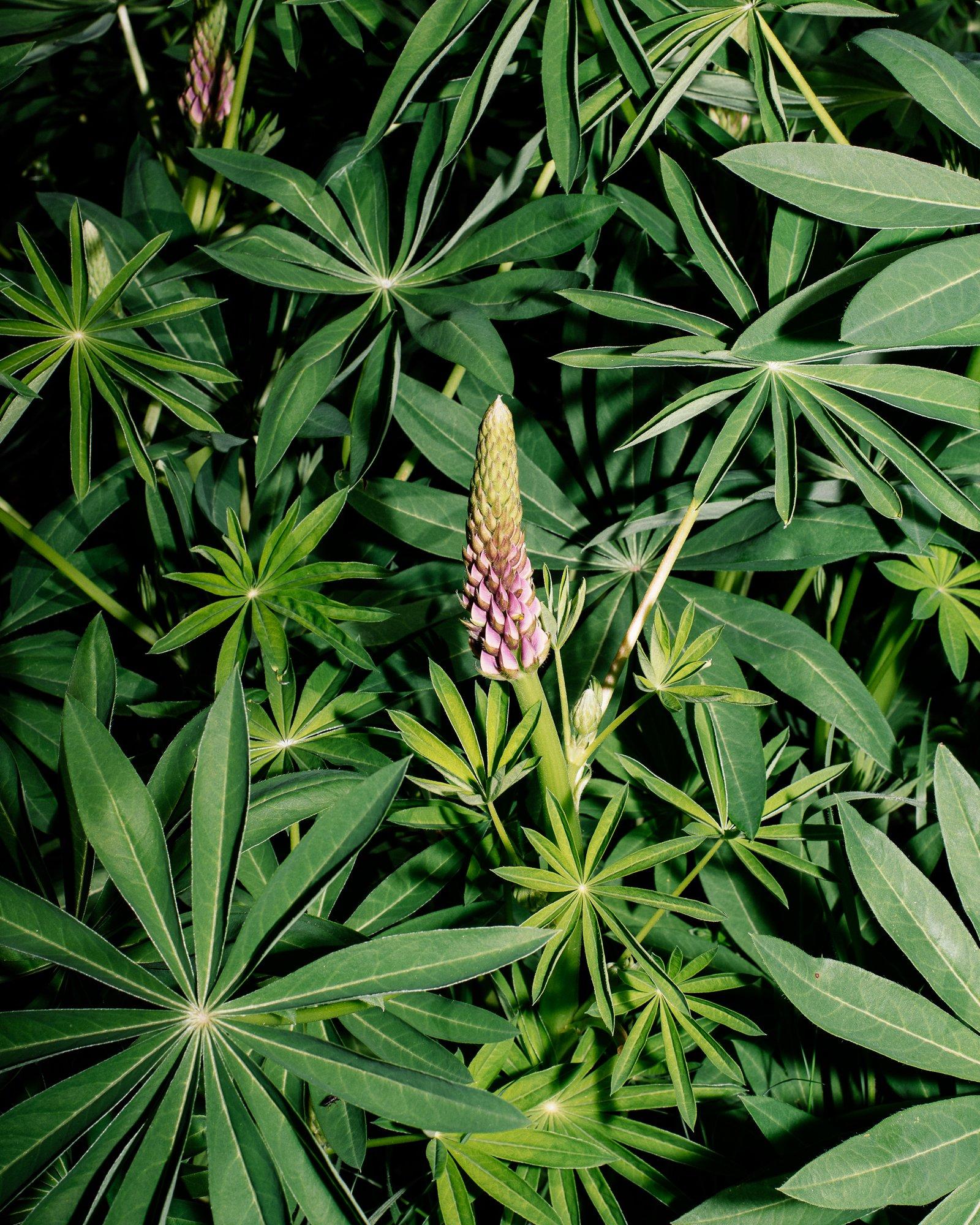 Lupin, a legume, begins producing colourful flowers in the spring 