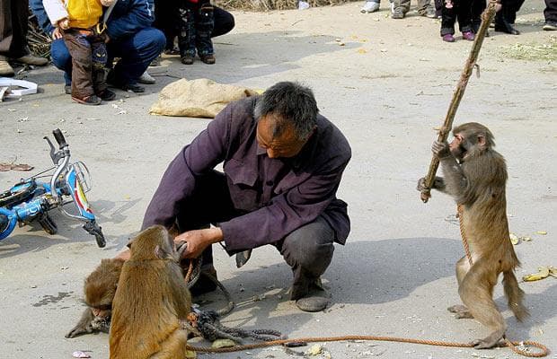 Monkey Uprising: Holiday Edition