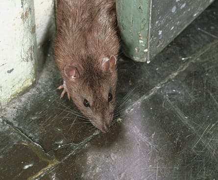 The year of the rat
