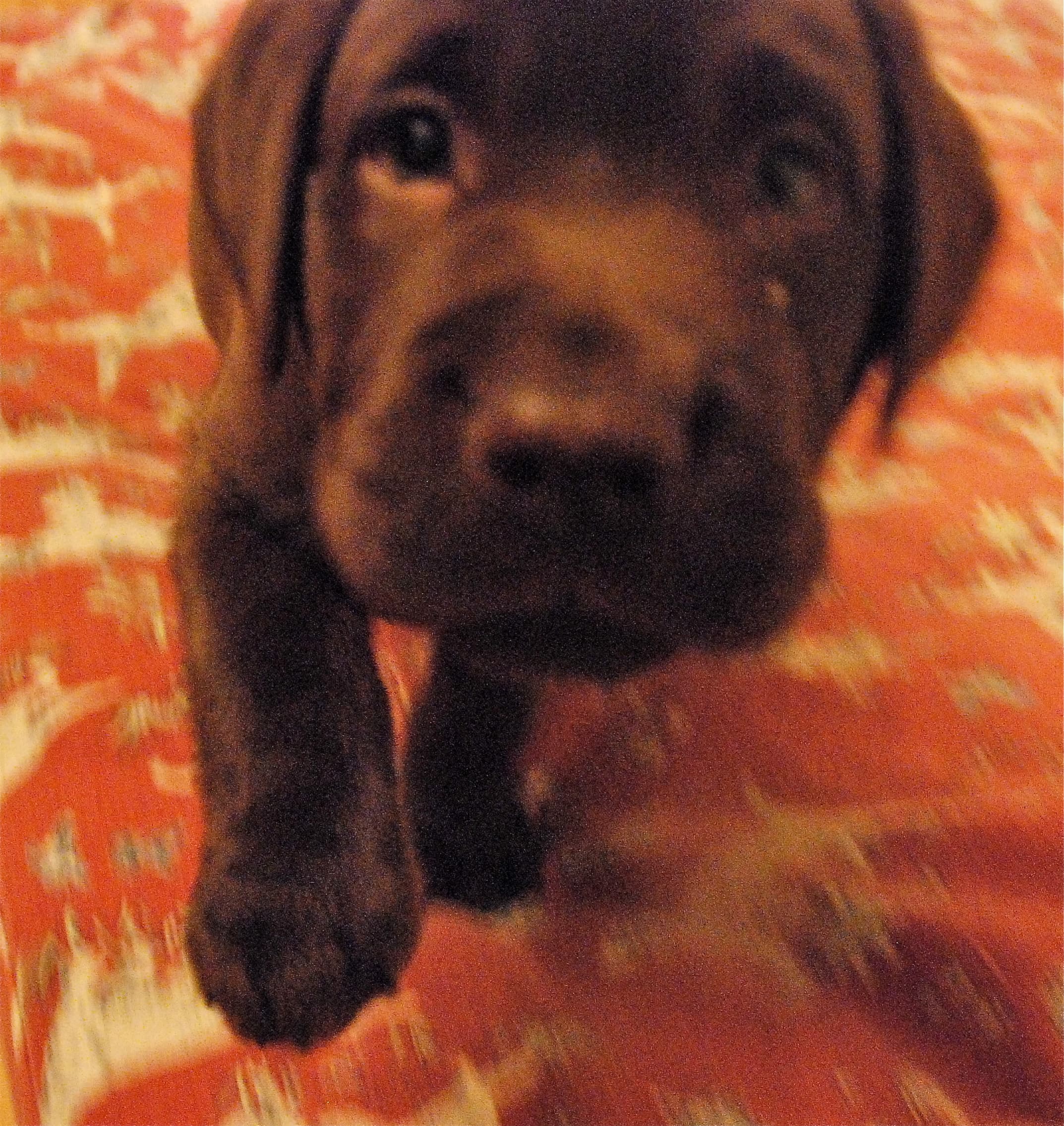 Special Name This Dog Challenge