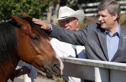 Horse-Something