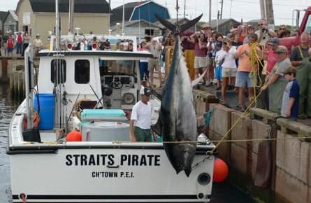 Saving the bluefin tuna: an expert explains Canada's bind