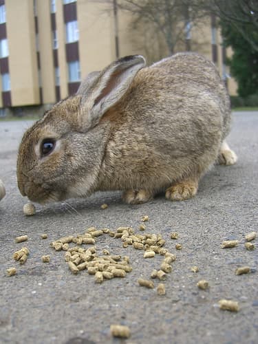 Rabbit traps tampered with at UVic