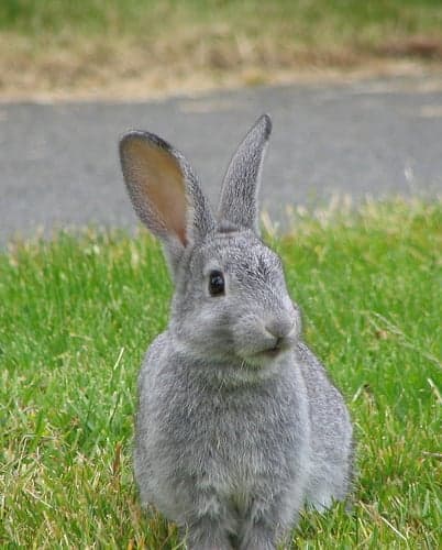 Step forward in UVic rabbit plan