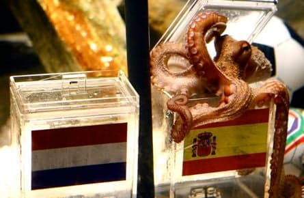 Psychic octopus to retire after perfect World Cup record