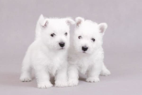 Goodbye to the "Terriers" Show