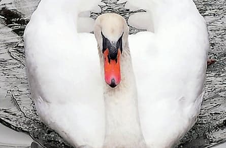 Free as a bird, and yet ...