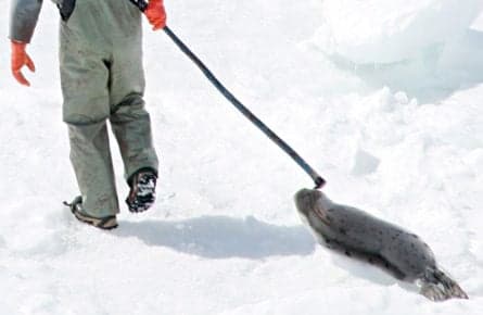 Anthony Bourdain stands up for Inuit seal hunting rights