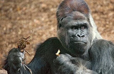 Gorillas on a diet
