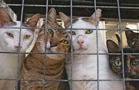 HIER, kitty, kitty...