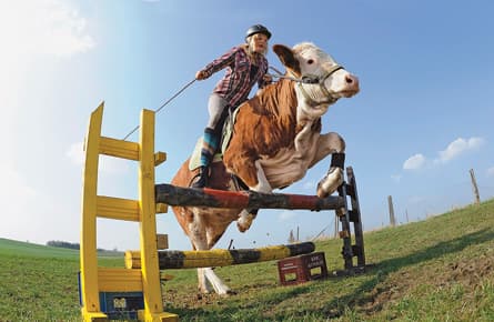And the cow jumped over the . . .