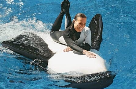 What to do about a killer killer whale