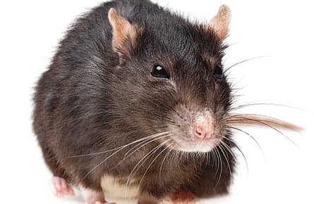 Rats: Agents of extinction