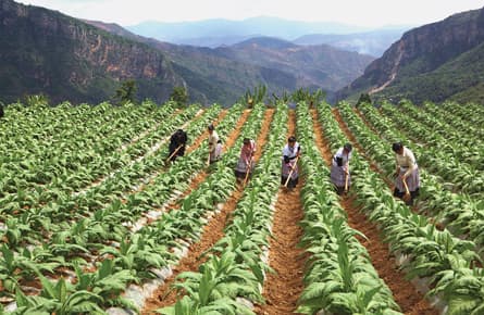 Is organic food from China safe?