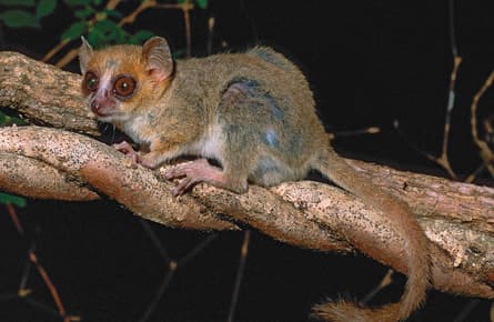 Madagascar: Island of earthly delights