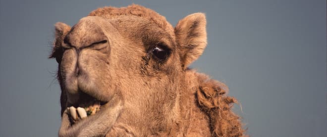 Save the earth, kill a camel