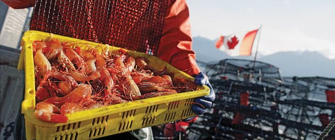 The good news about B.C. prawns