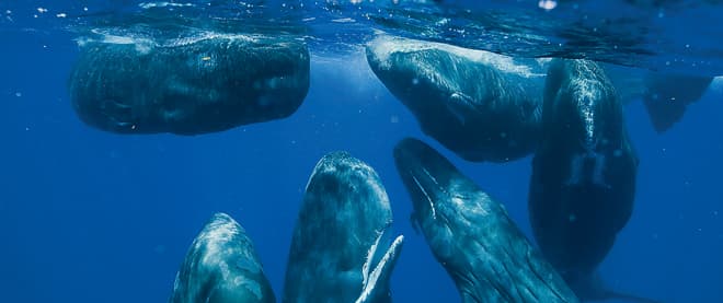 In the company of whales