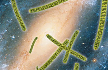 Will colonizing meteorites and asteroids with bacteria one day save life as we know it?