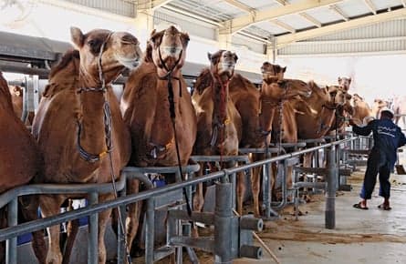 An udderly new camel business