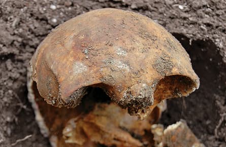 The skull in the backyard