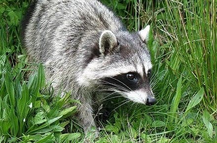 Wanted: dead coons (and other things)