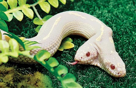 Yes, that is a snake in your soup