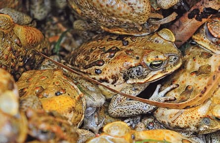 Horny toads in Australia are being seduced to their death