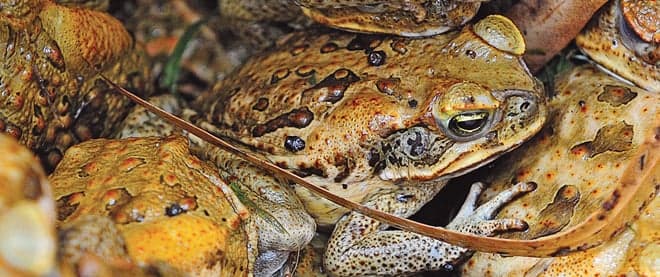 Soft lights, dead toads
