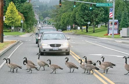 The Canadian invasion