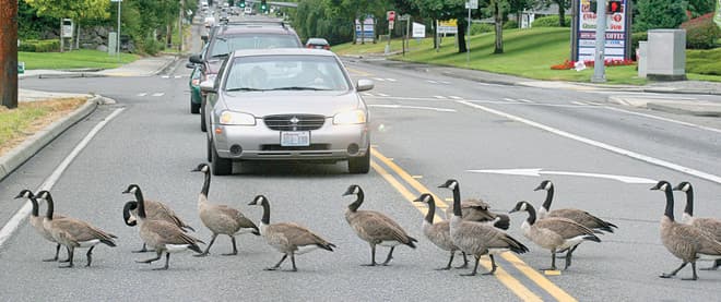 The Canadian invasion