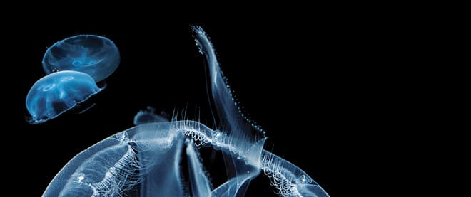 Attack of the jellyfish
