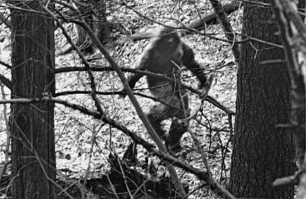 All talk, no yeti