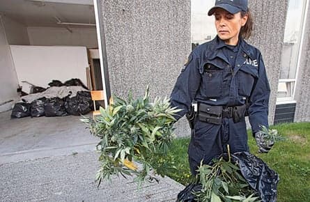 There was a grow op in my house?
