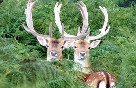 On shooting a deer