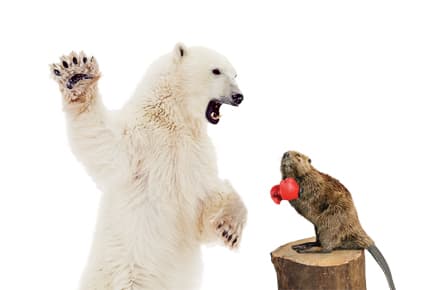 Beaver be dammed