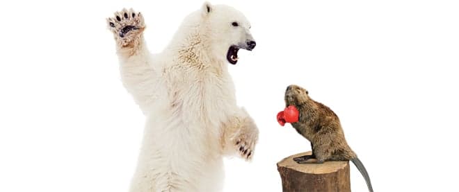 Beaver be dammed