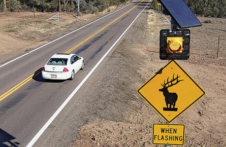 What’s being done to keep cars from crashing into moose
