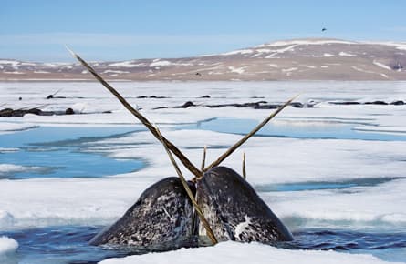 Narwhals: the new baby seals
