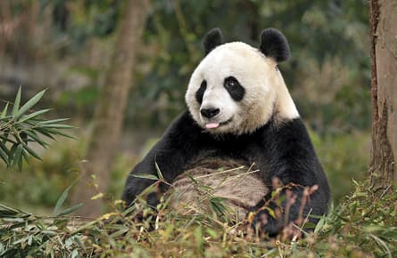China's panda census