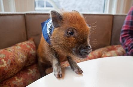 Tiny pigs with a big price tag