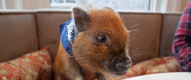 Tiny pigs with a big price tag