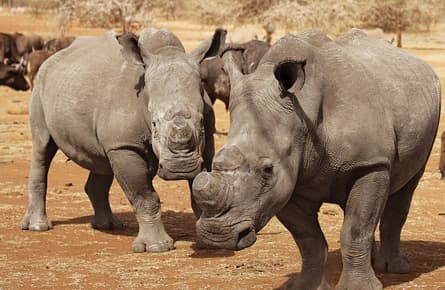 A banner year for rhino poaching in South Africa