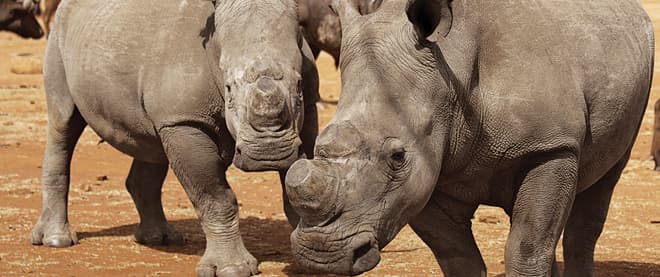 A banner year for rhino poaching