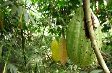 Ghana's advantage: An agriculture board?