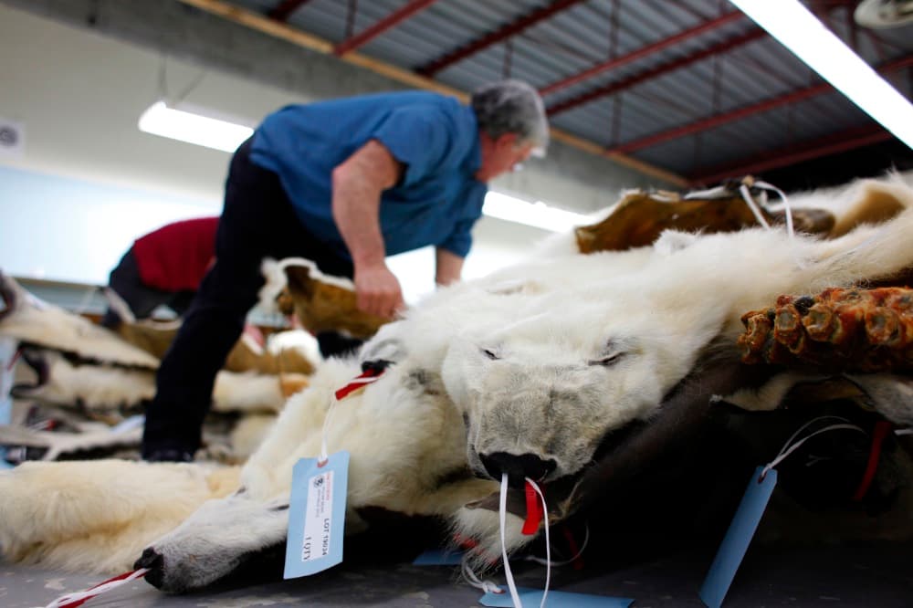 Photo gallery: the flourishing business of polar bear pelts